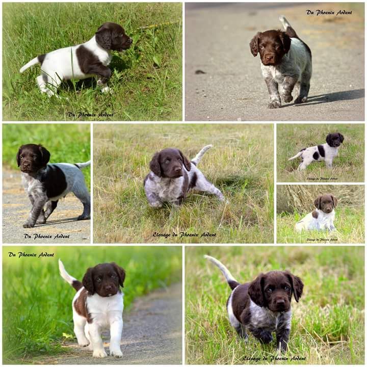 Du Phoenix Ardent - Tous nos chiots ont trouvé leur famille. Prochaine portée printemps 20