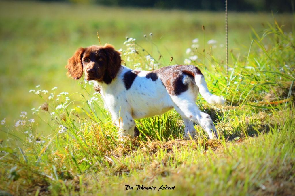 Du Phoenix Ardent - Une petite nouvelle dans la famille!