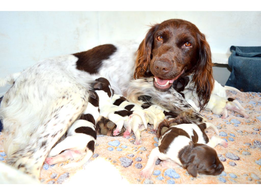 chiot Petit Epagneul de Münster Du Phoenix Ardent