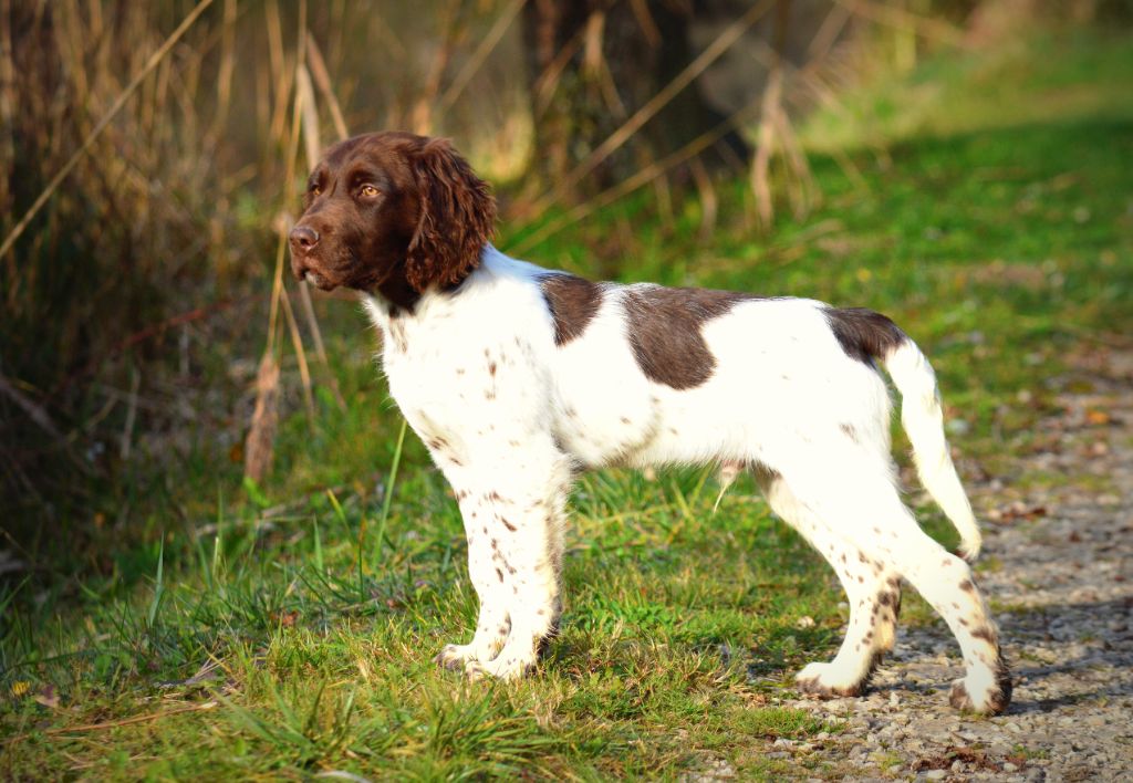 Du Phoenix Ardent - Chiot disponible  - Petit Epagneul de Münster