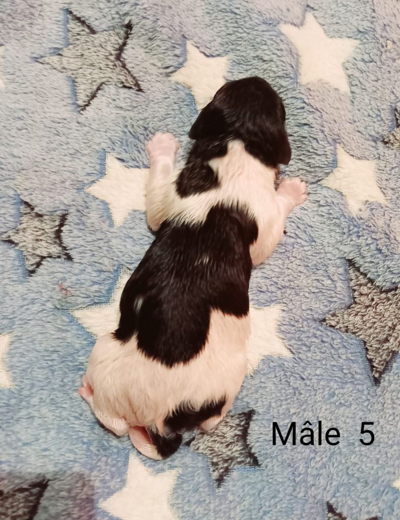 Chiots Purple x Sherlock