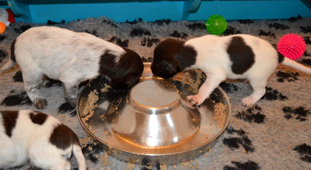 La vie de nos chiots à l'élevage