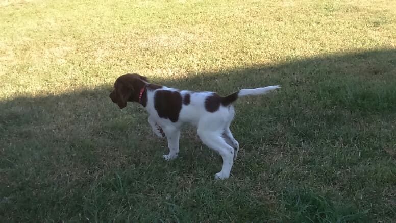 Premiers pas à la chasse de nos petits Phoenix 2018 (Lock'tite x Iron)