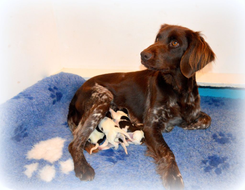 Chiots Lock'tite/Ivoire