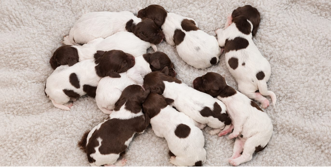 Chiot Petit Epagneul de Münster Du Phoenix Ardent