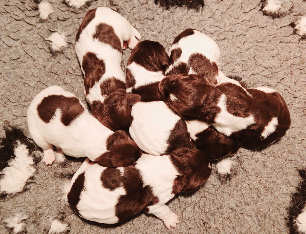 Chiot Petit Epagneul de Münster Du Phoenix Ardent